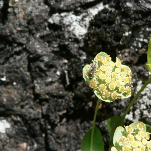 Photographie n°18851 du taxon Bupleurum angulosum L.