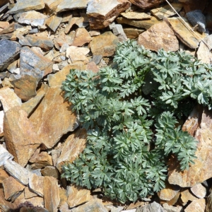 Xatartia scabra (Lapeyr.) Meisn. (Persil d'Isard)