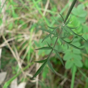 Photographie n°18861 du taxon Pimpinella saxifraga L. [1753]