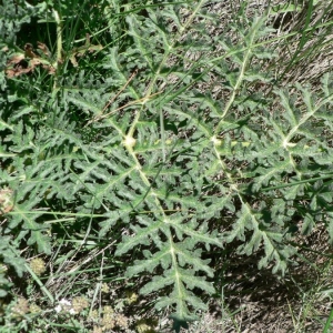 Photographie n°18864 du taxon Thapsia villosa L. [1753]
