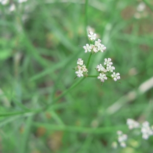 Caucalis torgesiana Hausskn. (Torilis pourpre)