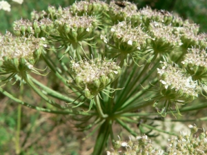 Mathieu MENAND, le 27 juillet 2008 (Oô)