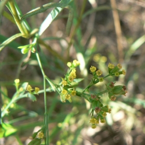 Photographie n°18873 du taxon Bupleurum praealtum L. [1756]