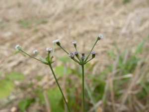 Mathieu MENAND, le 12 août 2010 (Noueilles)