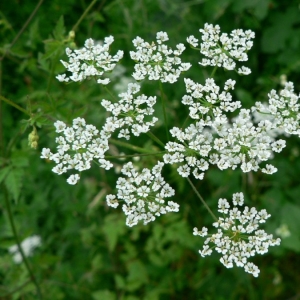 Photographie n°18878 du taxon Chaerophyllum temulum L. [1753]