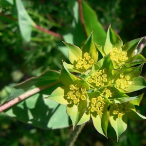 Photographie n°18880 du taxon Bupleurum rotundifolium L.