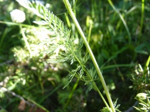 Mathieu MENAND, le 16 juillet 2010 (Eyne)