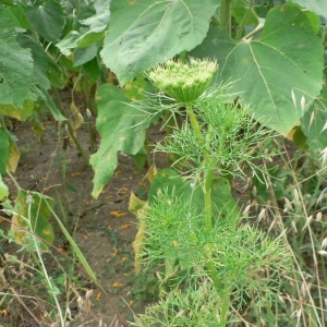 Photographie n°18886 du taxon Visnaga daucoides Gaertn. [1788]