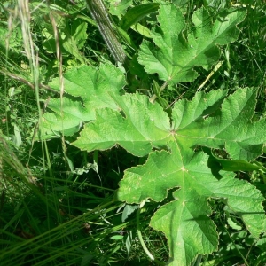 Photographie n°18895 du taxon Heracleum sphondylium subsp. sibiricum (L.) Simonk.