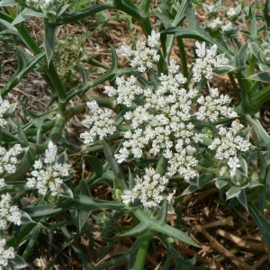 Photographie n°18901 du taxon Echinophora spinosa L. [1753]