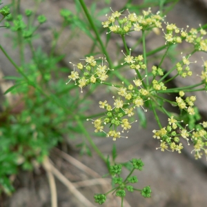 Petroselinum vulgare Gray (Persil cultivé)