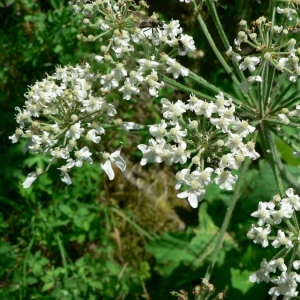 Photographie n°18911 du taxon Heracleum pyrenaicum Lam. [1785]