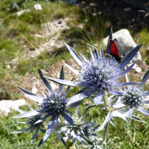 Photographie n°18912 du taxon Eryngium bourgatii Gouan [1773]