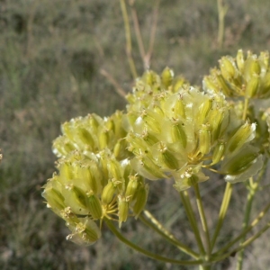 Photographie n°18915 du taxon Thapsia villosa L. [1753]