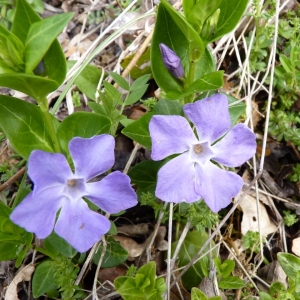 Photographie n°18921 du taxon Vinca major L.