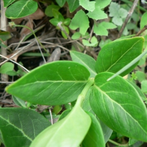 Photographie n°18927 du taxon Vinca difformis Pourr.