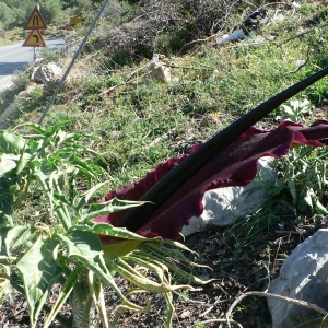 Photographie n°18933 du taxon Dracunculus vulgaris Schott [1832]