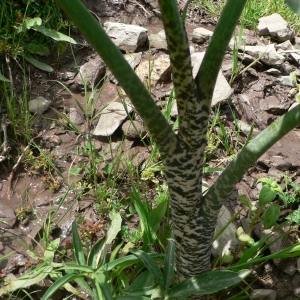 Photographie n°18934 du taxon Dracunculus vulgaris Schott [1832]