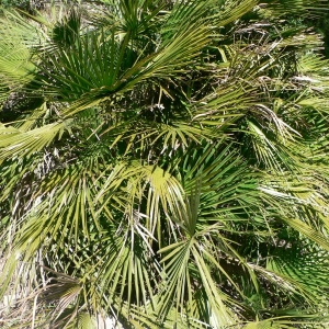 Photographie n°18946 du taxon Chamaerops humilis L. [1753]