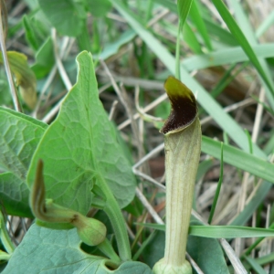 Photographie n°18950 du taxon Aristolochia paucinervis Pomel [1874]