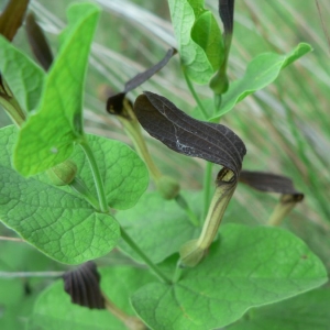 Photographie n°18953 du taxon Aristolochia rotunda L. [1753]