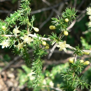 Photographie n°18972 du taxon Asparagus acutifolius L. [1753]