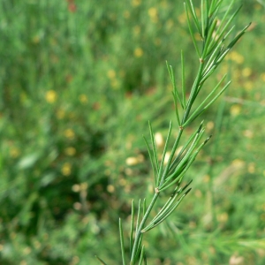 Photographie n°18974 du taxon Asparagus officinalis subsp. officinalis