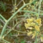  Mathieu MENAND - Asparagus officinalis subsp. prostratus (Dumort.) Corb. [1894]