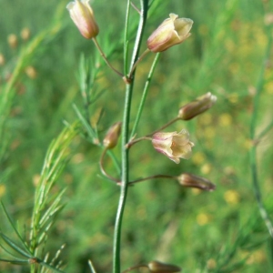 Asparagus officinalis L. subsp. officinalis (Asperge)