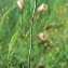  Mathieu MENAND - Asparagus officinalis subsp. officinalis