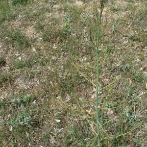 Photographie n°18978 du taxon Asparagus officinalis subsp. officinalis