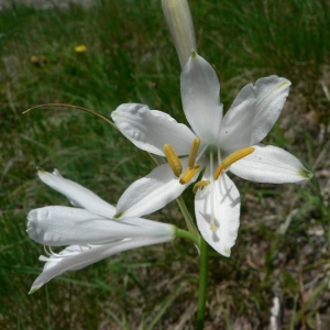 Photographie n°18983 du taxon Paradisea liliastrum (L.) Bertol.