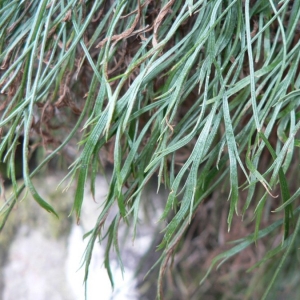 Photographie n°18998 du taxon Asplenium septentrionale (L.) Hoffm. [1795]