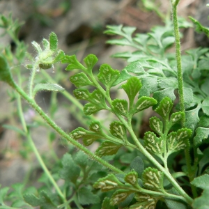 Photographie n°19001 du taxon Asplenium ruta-muraria L. [1753]