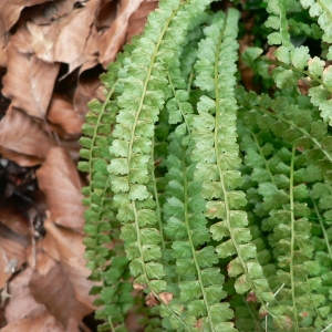 Photographie n°19003 du taxon Asplenium viride Huds. [1762]