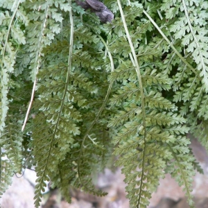 Photographie n°19009 du taxon Asplenium fontanum (L.) Bernh. [1799]