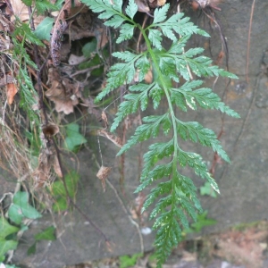 Photographie n°19015 du taxon Asplenium adiantum-nigrum var. adiantum-nigrum