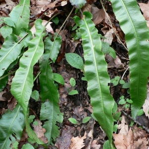 Photographie n°19017 du taxon Phyllitis scolopendrium (L.) Newman [1844]