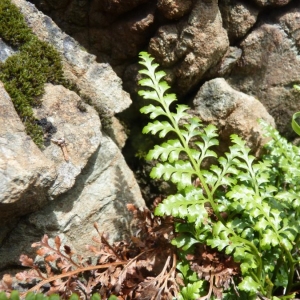 Photographie n°19024 du taxon Asplenium adiantum-nigrum L. [1753]