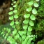  Mathieu MENAND - Asplenium trichomanes subsp. trichomanes