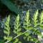  Mathieu MENAND - Asplenium obovatum subsp. billotii (F.W.Schultz) O.Bolòs, Vigo, Massales & Ninot [1990]