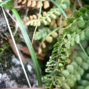 Photographie n°19031 du taxon Asplenium viride Huds. [1762]