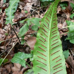 Photographie n°19032 du taxon Phyllitis scolopendrium (L.) Newman [1844]