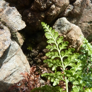 Photographie n°19035 du taxon Asplenium adiantum-nigrum L. [1753]