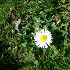 Photographie n°19052 du taxon Bellis perennis L. [1753]