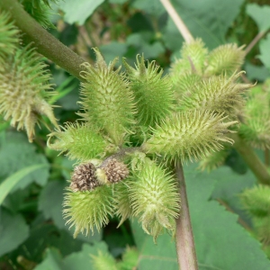 Photographie n°19056 du taxon Xanthium strumarium subsp. italicum (Moretti) D.Löve [1976]