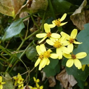 Photographie n°19069 du taxon Senecio angulatus L.f. [1782]