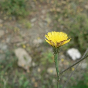 Crepis altissima Balb. (Trépane effilée)