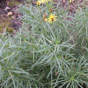 Photographie n°19074 du taxon Senecio inaequidens DC. [1838]