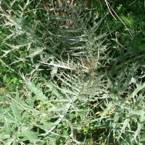 Photographie n°19075 du taxon Cynara cardunculus L. [1753]